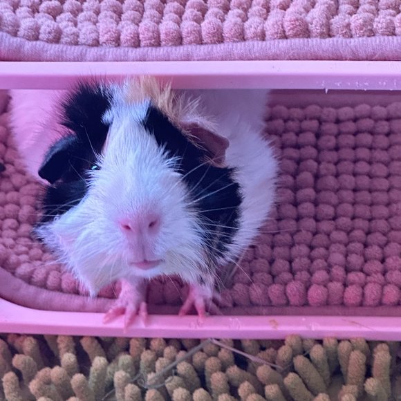 Please read description for information: - Picture 7 of 8